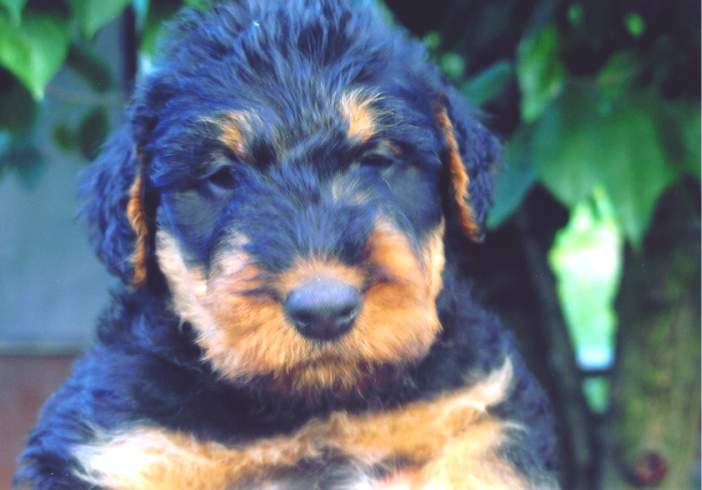TORONYHZ TI AIREDALE TERRIER KENNEL